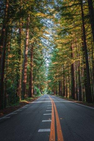 Serene road flanked by majestic redwood trees in California. Double yellow line marks no passing zone. Sunlight filters through canopy, creating inviting atmosphere. No vehicles, tranquil scene.
