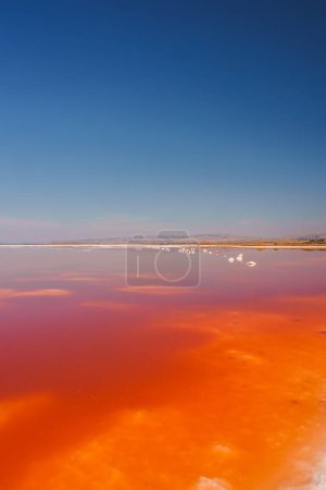 Discover the vibrant pink lake under a clear sky at Alviso Pink Lake Park, California. Witness the stunning color gradient and the tranquil blue waters in the distance.