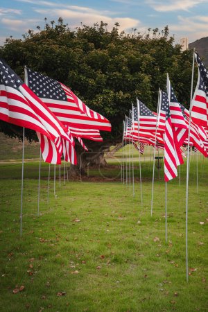 Exhibición patriótica de banderas americanas en filas en el campo herboso. Fondo cuenta con gran árbol y cielo nublado. Ubicación posiblemente costera California, EE.UU..