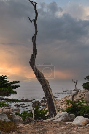 Dramatic coastal scene along 17 Mile Drive, California. Tall, weathered tree leans against cloudy sky, waves crash on rugged coastline. Serene isolation and enduring beauty.
