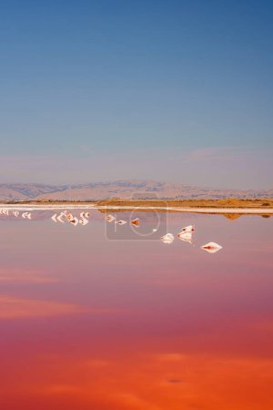 Serene pink lake at Alviso, California, with birds wading in the water, vibrant sky gradient during sunset or sunrise, and peaceful natural beauty reflected in the scene.