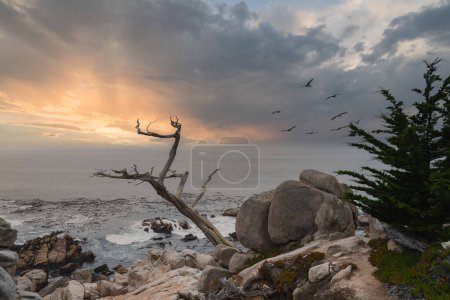 Photo for Serene coastal scenery on 17 Mile Drive, California, USA. Rugged terrain with boulders and weathered trees. Calm ocean, birds in the sky, golden light. - Royalty Free Image