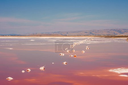 Tranquil landscape with pink lake, salt formations, birds, and hills in Alviso Pink Lake Park, California. Unique and colorful scenery under clear sky.