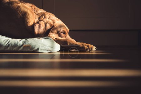 A senior fox red Labrador Retriever gun dog asleep at home on a comfortable bed with shafts of sunlight from a window in a dreams, heaven and pet death with copy space