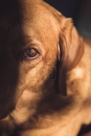 Photo for A close up showing the detail in the eye of a fox red Labrador Retriver gun dog in soft light with copy space - Royalty Free Image