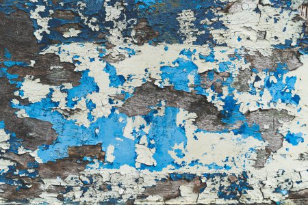 A full frame close up textured background of a worn and weathered wooden surface with cracked and flaky blue and cream layers of paint with copy sapce