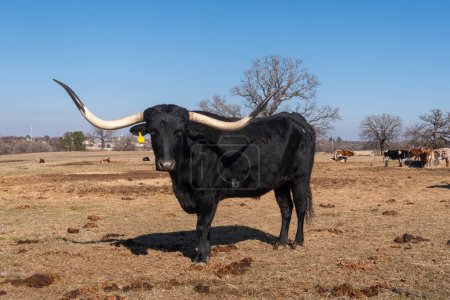 Téléchargez les photos : Un grand taureau noir à longues cornes courbes à bout noir debout dans une prairie de ranch par une journée ensoleillée tandis que d'autres bovins se détendent et se nourrissent en arrière-plan. - en image libre de droit