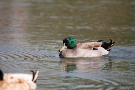 A male, Mallard Duck swimming on a pond with the green, iridescent feathers on his head shining in the sunlight.