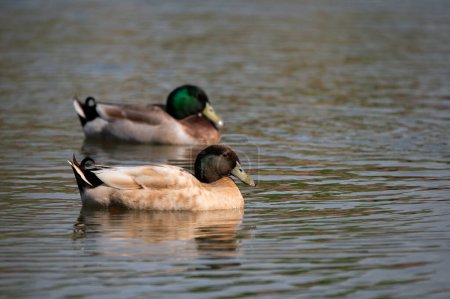 Foto de Un macho de color único, híbrido Mallard Duck nadando en un estanque mientras que un macho de color normal nada en el fondo. - Imagen libre de derechos