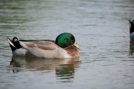 A male, Mallard Duck casually swimming across the calm water of a pond on a sunny morning.