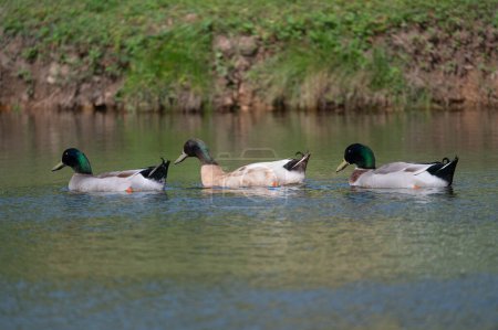 Three male Mallard Ducks swimming together in a row near the grassy shore of a pond on a sunny morning.