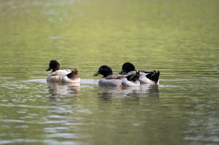 A trio of Mallard Ducks with their tail feathers sticking up as they swim away on the water of a pond green from the reflection of the grass on the far shore.