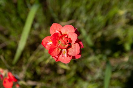 Overhead view of a beautiful, Indian Paintbrush flower in full bloom showing its bright red petals against the dark green grass and leaves surrounding it.