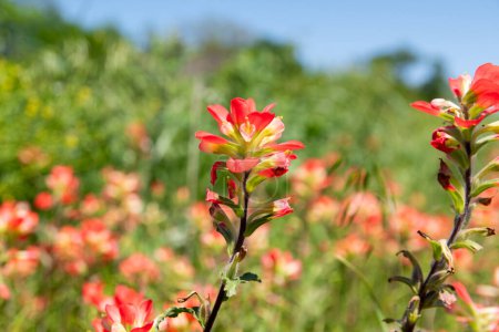 Nahaufnahme einer leuchtend roten, indischen Malerpinsel-Blume, die auf einem Feld mit einem verschwommenen Hintergrund aus grünem Gras blüht, auf einer Wiese, die mit mehr Blumen bedeckt ist.