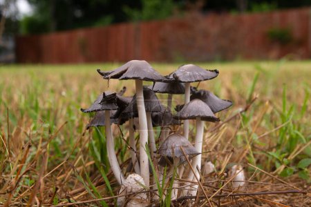 A cluster of Common Ink Cap, or Inky Cap, mushrooms growing in the grass of a back yard after a spring rain with a wooden fence in the blurry background.