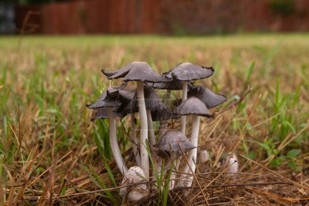 A cluster of Common Ink Cap, or Inky Cap, mushrooms growing in the grass of a back yard after a spring rain with a wooden fence in the blurry background.