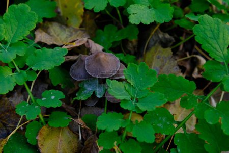 Téléchargez les photos : Champignon Coprinellus micaceus. Groupe de champignons sur les bois dans la nature en forêt d'automne. - en image libre de droit