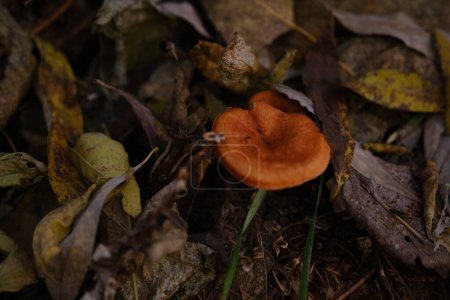 Photo for The top view and close-up of the orange-brown to orange-yellow mushroom hat of a false chanterelle, Hygrophoropsis aurantiaca - Royalty Free Image