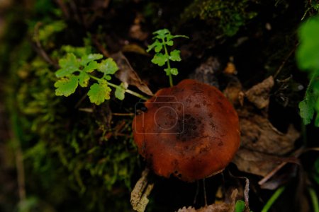 Téléchargez les photos : Casquette mortelle Cortinarius rubellus champignon toxique dans la forêt. - en image libre de droit