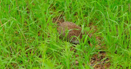 Capture the endearing sight of a hedgehog foraging for food in lush green grass. Perfect footage for nature enthusiasts, wildlife lovers, and impactful environmental campaigns.