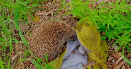 Hedgehog forages for food in polluted green grass under a discarded yellow knit hat, highlighting the impact of environmental pollution on wildlife habitats.