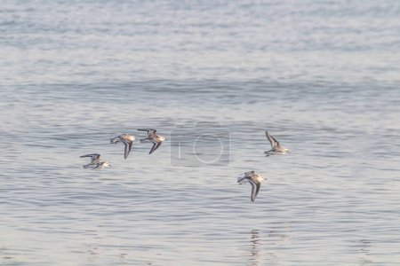 Photo for Least sandpipers (Calidris minutilla) birds flying over the waters of Tunis Tunisia - Royalty Free Image