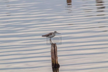 Photo for Common Greenshank Perched on a Piling in the Seabed - Royalty Free Image