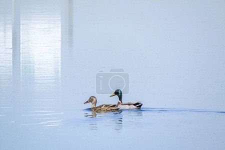 Photo for Two Mallards Swimming in Serene Waters - Royalty Free Image