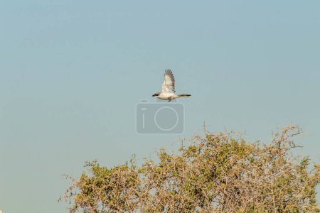Photo for Northern Shrike Flying with Tree Branches Below - Royalty Free Image