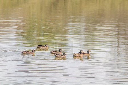 Photo for Tranquil Group of Mallards Swimming in Water - Royalty Free Image