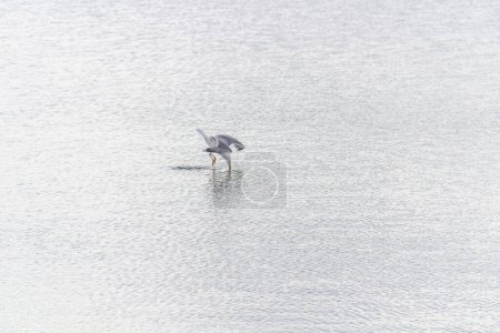 Photo for Gull Gliding Across the Water on a Sunny Day - Royalty Free Image
