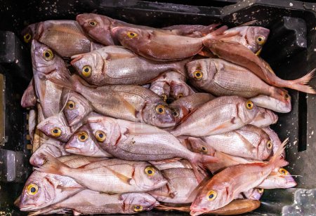 Téléchargez les photos : Du poisson frais du marché. Captures fraîches du jour - en image libre de droit