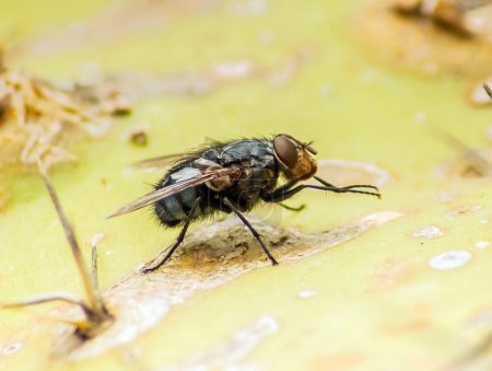 Téléchargez les photos : Mouche domestique Insecte sur une feuille - Macro Photographie - en image libre de droit