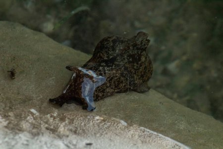 Foto de Anaspidea. Un taxón de babosas marinas - Imagen libre de derechos