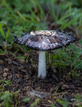 Téléchargez les photos : Majestueux champignon Shaggy Mane dans la forêt. - en image libre de droit
