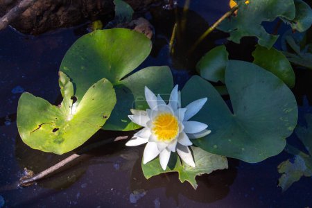 Photo for Pygmy Water-Lily: A Delicate Aquatic Plant in Nature. - Royalty Free Image