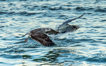 Téléchargez les photos : Grande mouette à dos noir sur l'eau : les oiseaux marins majestueux dans leur habitat naturel. - en image libre de droit