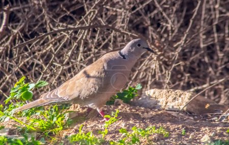 Photo for Eurasian collared dove Birds on the Ground - Royalty Free Image