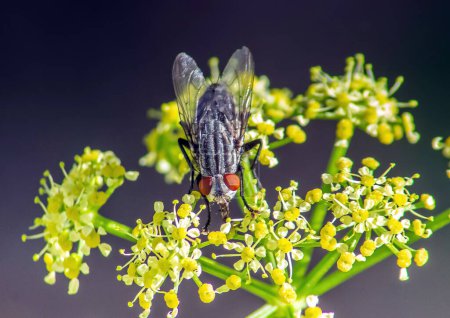 Téléchargez les photos : Sarcophaga Carnaria Insectes sur une fleur Macro Photographie. - en image libre de droit