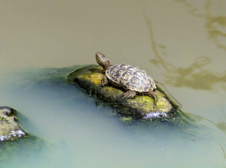Foto de Tortuga de estanque española disfrutando de una roca en el agua. - Imagen libre de derechos