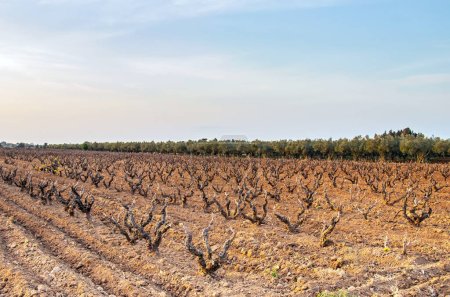 Téléchargez les photos : L'importance du sol dans les vignobles : conversation sale - en image libre de droit