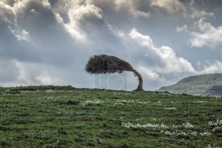 Foto de Un árbol doblado de la fuerza del viento - Imagen libre de derechos