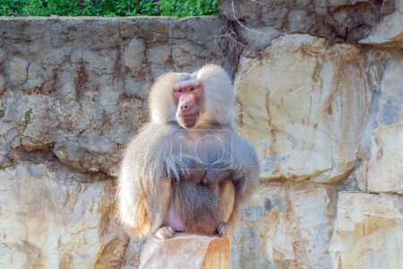 Téléchargez les photos : Le babouin Hamadryas : une espèce primate dans un zoo - en image libre de droit