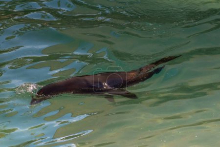 Foto de California Sea Lion mostrando sus habilidades de natación en una piscina - Imagen libre de derechos