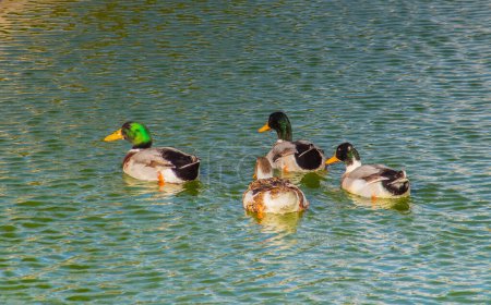 Photo for Domestic Ducks gracefully navigating through the water - Royalty Free Image