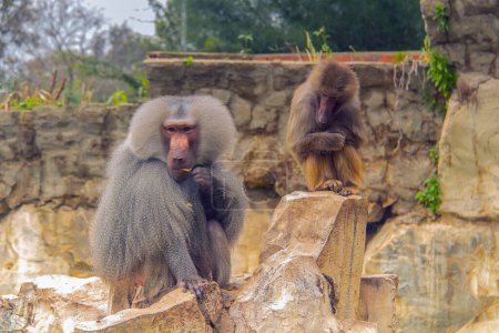 Téléchargez les photos : Le babouin Hamadryas : une espèce primate dans un zoo - en image libre de droit