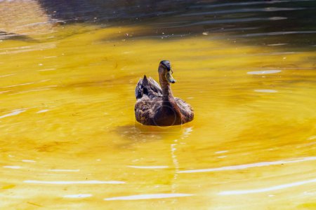 Photo for Rouen Duck, a Water-loving Breed - Royalty Free Image