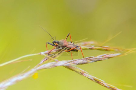 Téléchargez les photos : Rhynocoris iracundus Insectes Macro Photographie - en image libre de droit