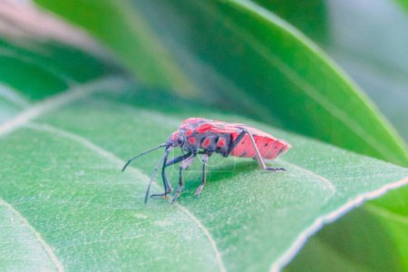 Foto de Spilostethus Pandurus: Impresionante fotografía macro de un insecto - Imagen libre de derechos