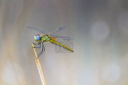 Foto de Libélula: Insectos cautivadores posados en una rama de la naturaleza - Imagen libre de derechos